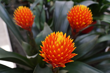 flower, plant, red, bright, orange, tropical, orange color