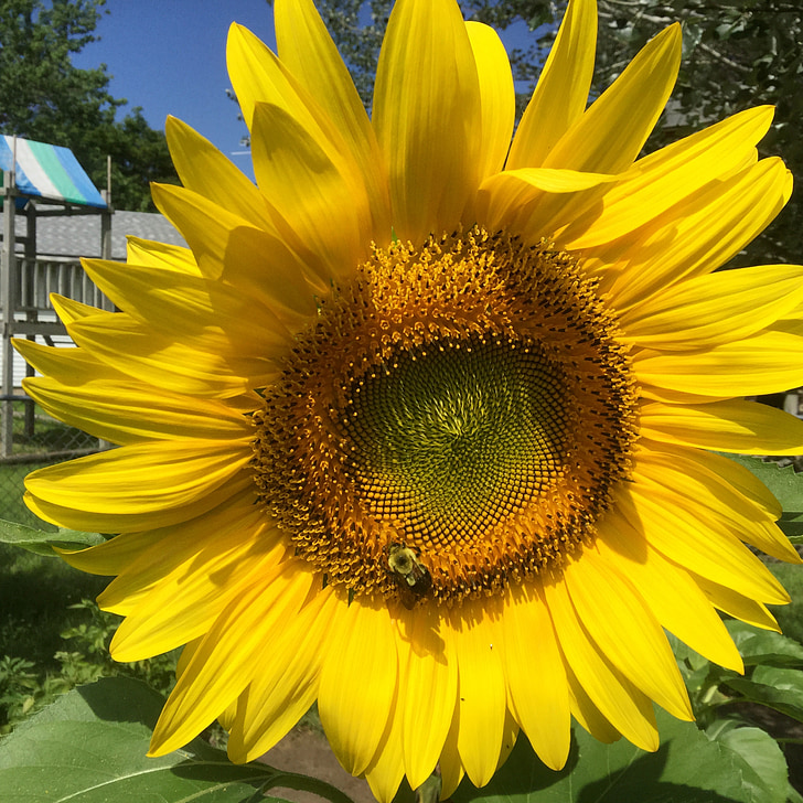 sun flower, bee, garden
