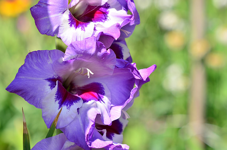 gladiolus, blue, dacha, flower, nature