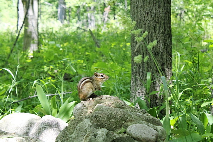 majhna severnoameriška veverica, narave, na prostem, živali, prosto živeče živali, gozd, Glodavci