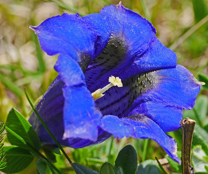 Alpių gėlės, gencijonas, mėlyna, tiesa, Alpių gencijonas, tamsi mėlyna, Alpių, varpo formos karūna