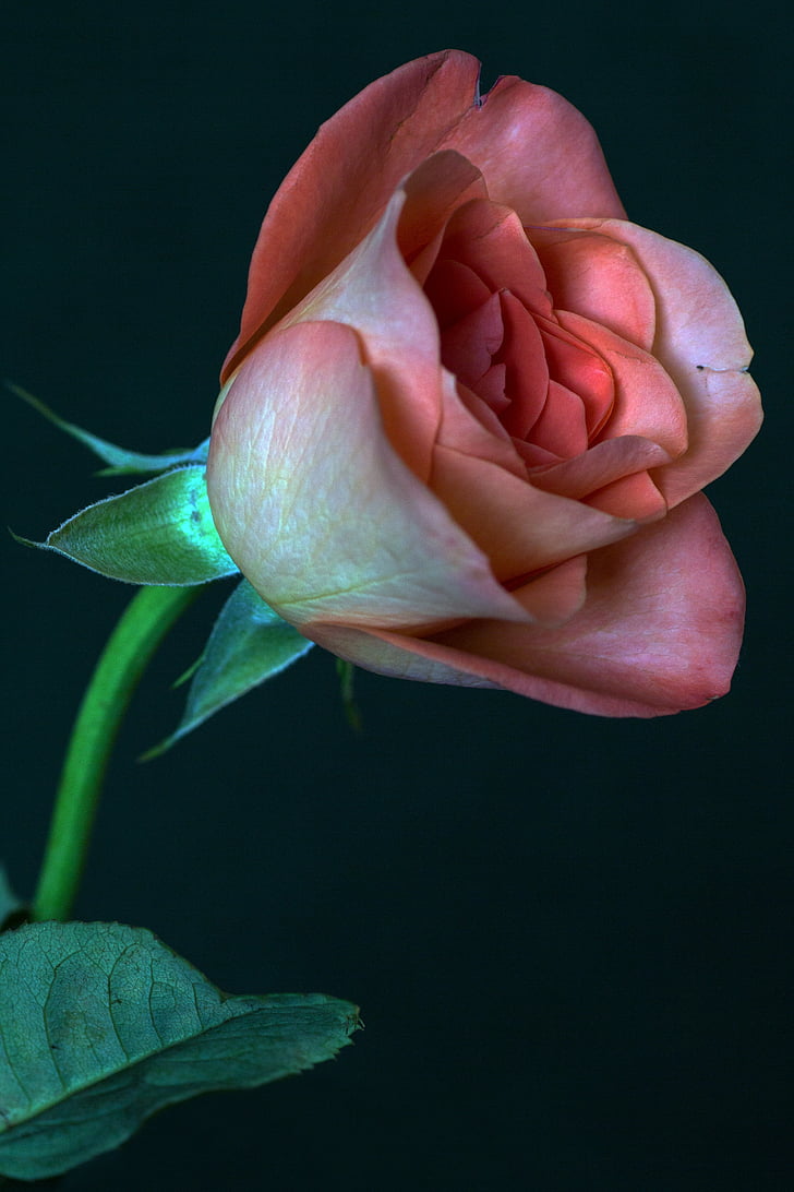 rose, macro, close, flower