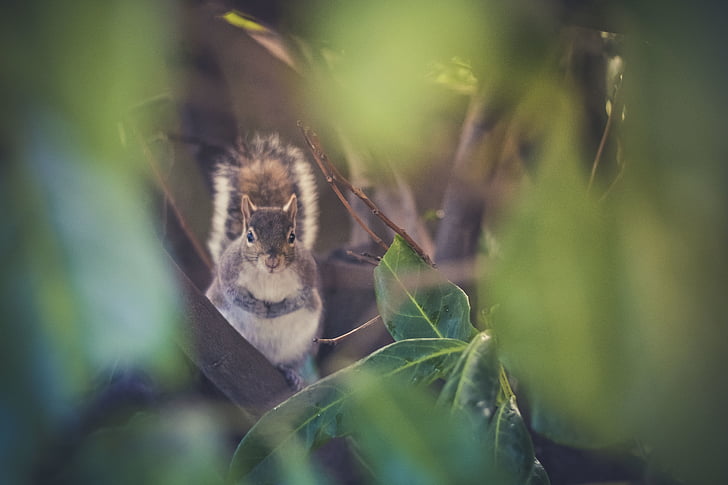 nature, leaves, green, woods, forest, squirrel, animal