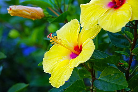 Hibiscus, geel, groen, bloem, Petal, kwetsbaarheid, bloem-hoofd