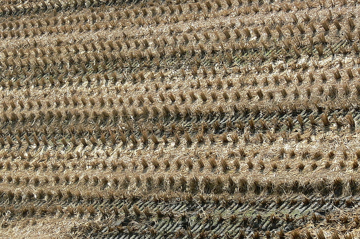 pemandangan, di rice field, panen, latar belakang, pola, bahan, Close-up