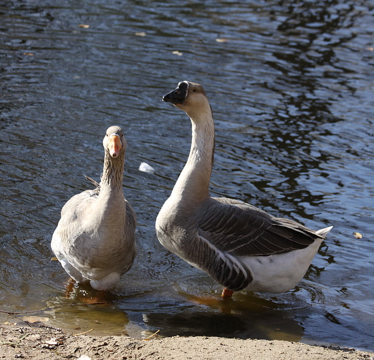 brown, geese by water, male, female, nature, bird, feather