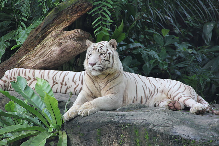 Tiger, Zoo, Singapore, djur, naturen, Vacker