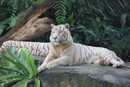 tigre, zoològic, Singapur, animal, natura, bonica