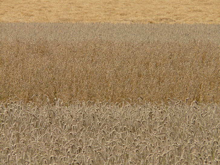 champs, céréales, grain, champs de céréales, champs de céréales, blé, avoine