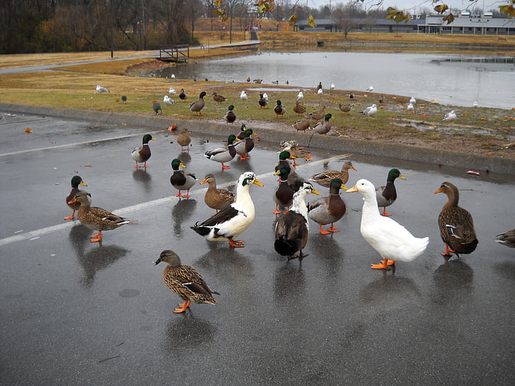 ducks, park, pond, feeding, nature, animals, quacking