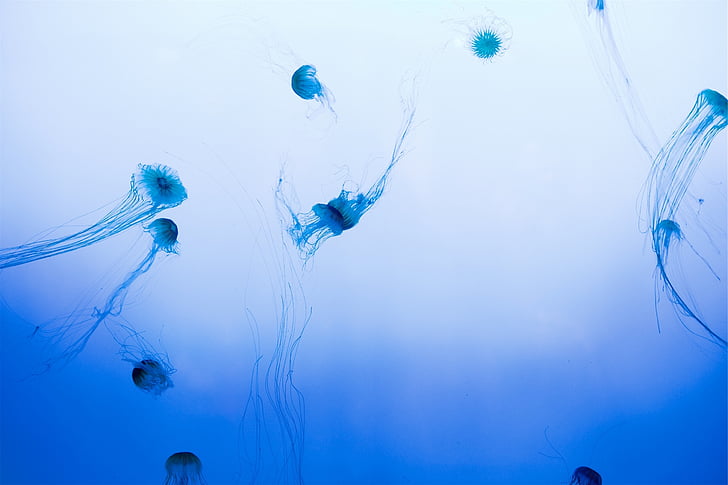 jellyfish, underwater, sea, ocean, marine, water, nature