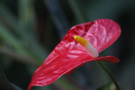 Montrealská Botanická zahrada, květ, pestík, červená, makro, Příroda, závod