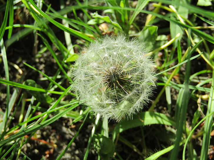 Løvetann, blomst, natur