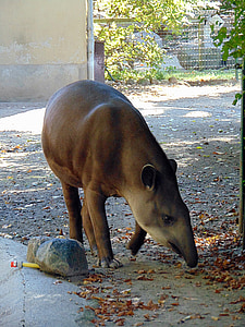 animal, Tapir, Parque zoológico