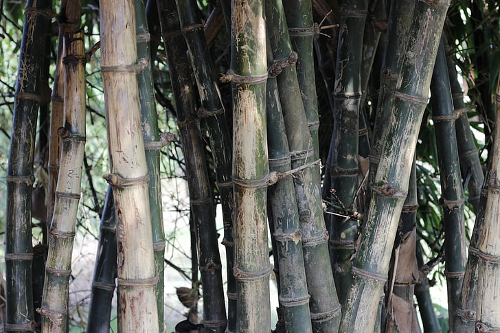 bambusa, zaļa, daba, fiziska, meža, apdare, dārza