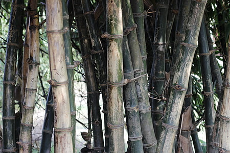 bambu, verde, natureza, natural, floresta, decoração, jardim