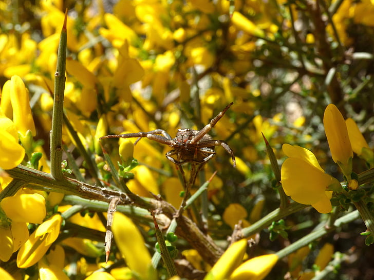 spin, Arachnid, Genista scorpius, Aliaga, doornen, bedreiging