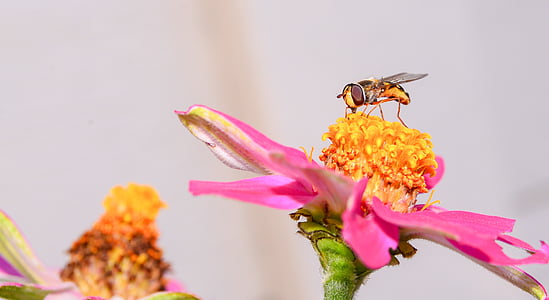 Pszczoła, kwiat, Natura, kwiat, Latem, żółty