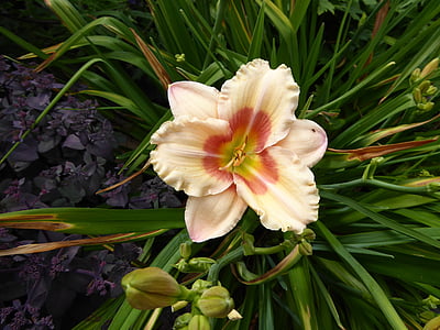 lily, yellow, pink, bloom, pistil, close, spring