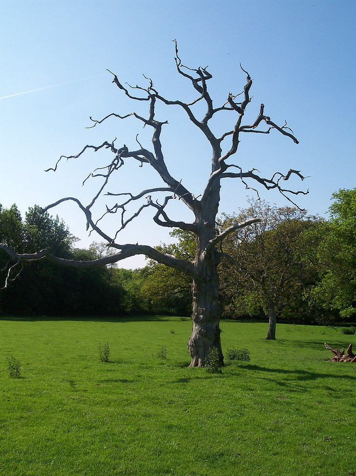 zona rural, North downs, Kent, Sittingbourne, árvore, velho, acidentada