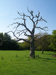 campo, llanuras del norte, Kent, Sittingbourne, árbol, antiguo, resistente