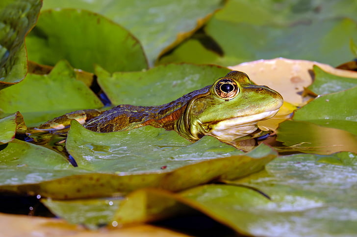 frosk, vann frosk, Frog pond, amfibier, skapning, dyr, grønne frosken