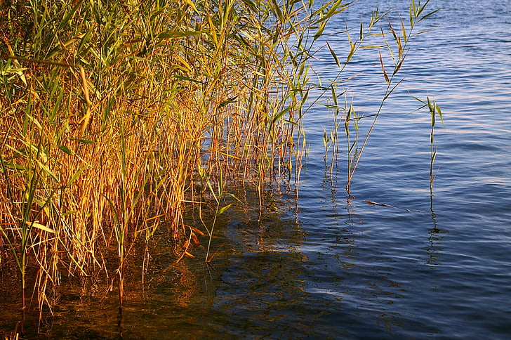 reed, bank, water, nature, lake, grass, landscape