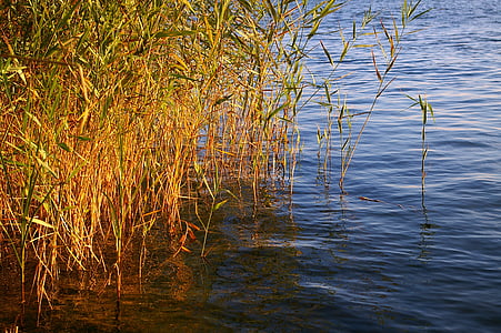 Reed, banka, vody, Príroda, jazero, tráva, Príroda