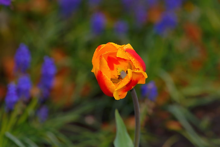 Tulipa, primavera, flor, flor, flor, groc, vermell