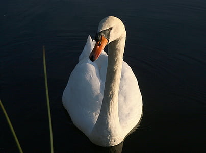 swan, pond, white, animals, water, majestic, animal