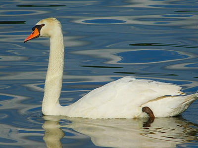swan, white, bird, animal, water, lake, colors