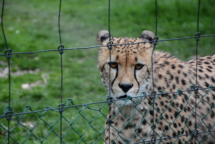 sở thú, cheetah, con mèo, Thiên nhiên, thế giới động vật, đầu, Châu Phi