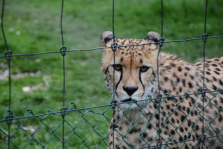 kebun binatang, sepatu cheetah, kucing, alam, dunia hewan, kepala, Afrika