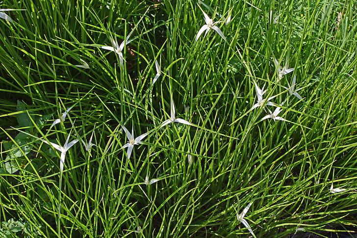 Star-grass, Moor-Anlage, Marsh, Moor, Garten, Blume, Blüte