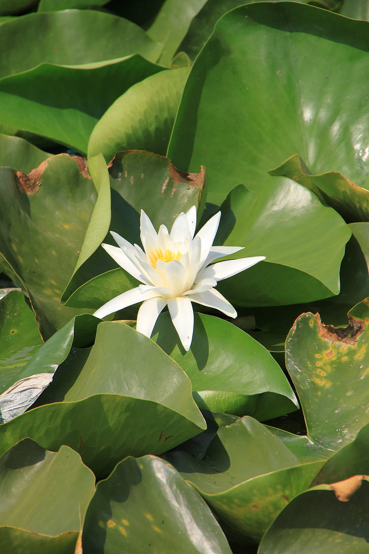 tavirózsa, Lotus, tó, liliom, víz, fehér, Wild flower