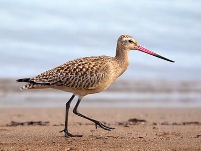 grutto, godwit, Bar tailed-, vogel, Limosa, lapponica, Melomys