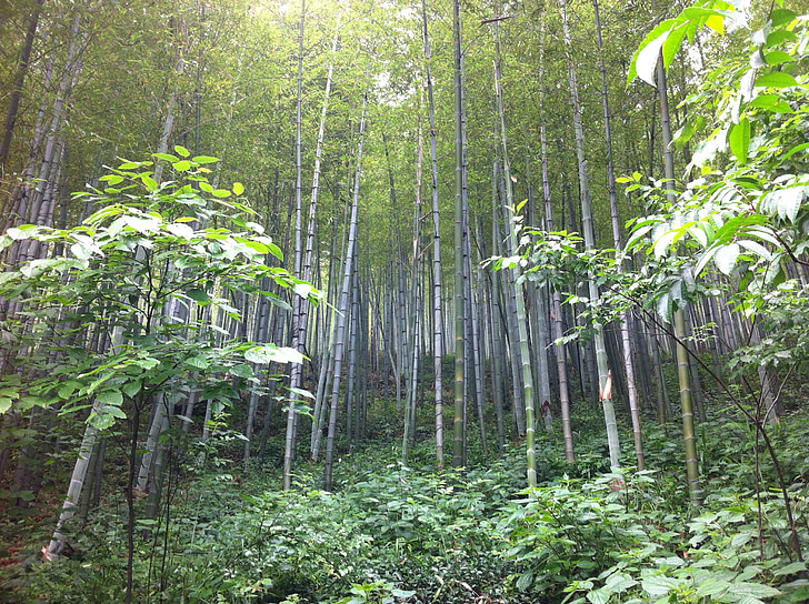 Nanshan, bambus, wiosna