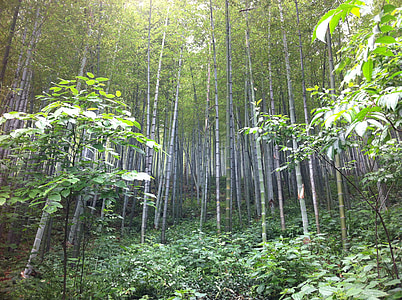 Nanshan, bambù, primavera