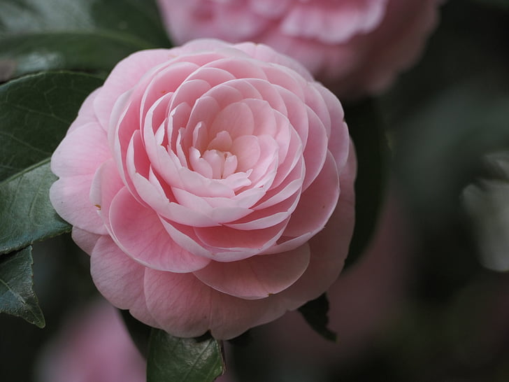 Camellia, bunga, merah muda