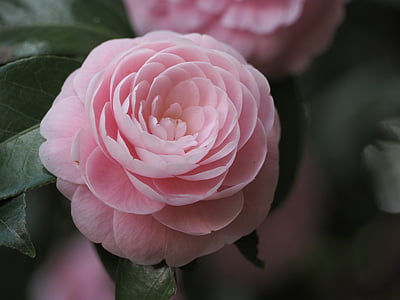 Camellia, ziedi, rozā