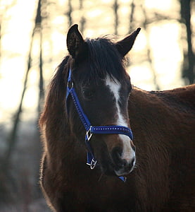 horse, foal, brown, horse head, pasture, thoroughbred arabian, mare