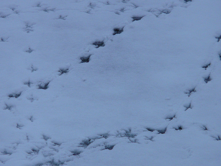 ptačí stopy, stopy zvířat, opakovaný tisk, sníh, stopy, Zimní, ptačí stopa