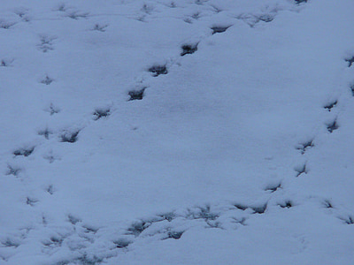 鸟轨道, 动物的足迹, 转载, 雪, 痕迹, 冬天, 鸟足迹