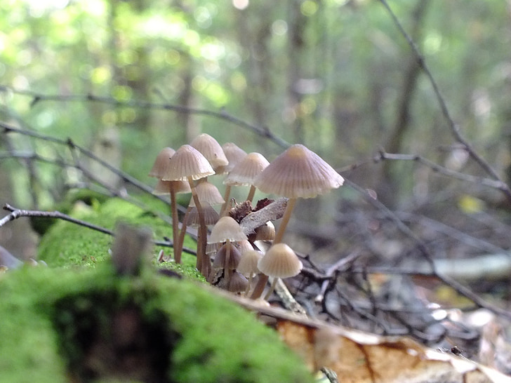 forest, mushrooms, macro