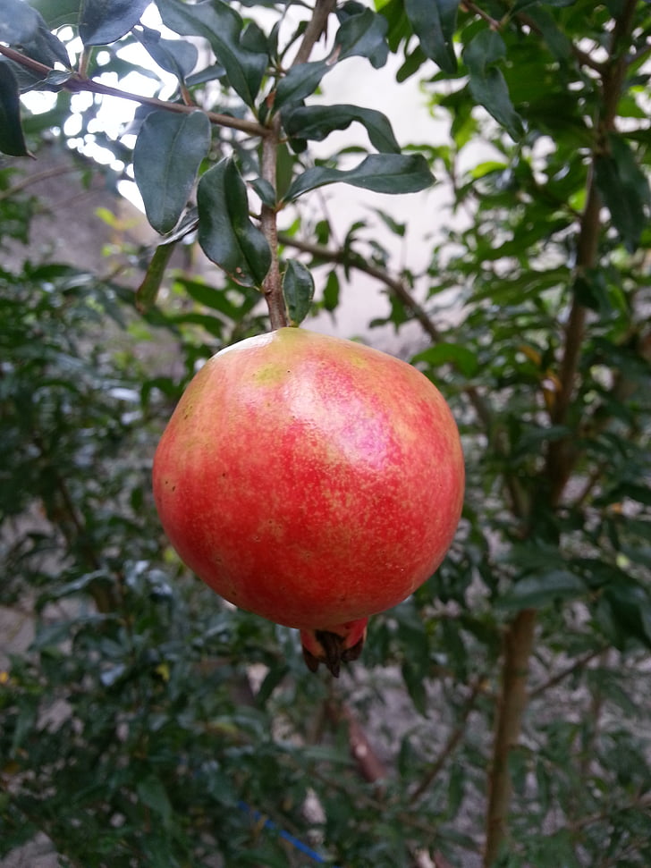 pomegranate, fruit, nature, plants, garden