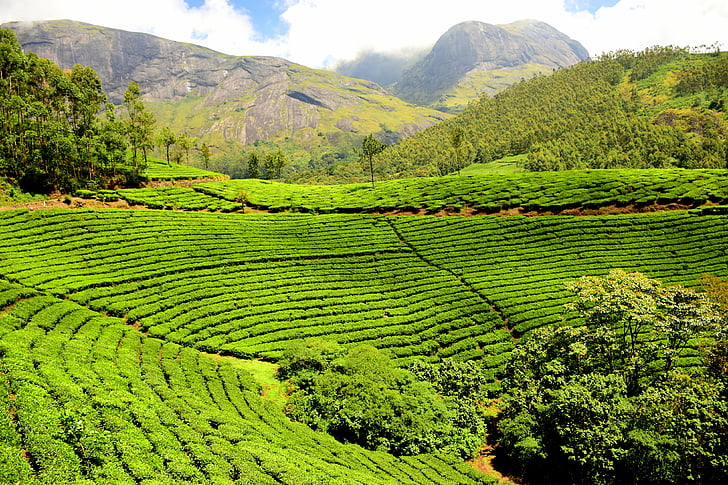 tea plantation, tea garden, india, agriculture, nature, rural Scene, hill