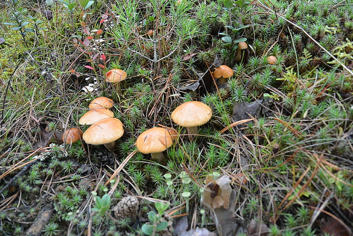 forest, mushrooms, tree, nature, autumn, tree fungus, white mushroom