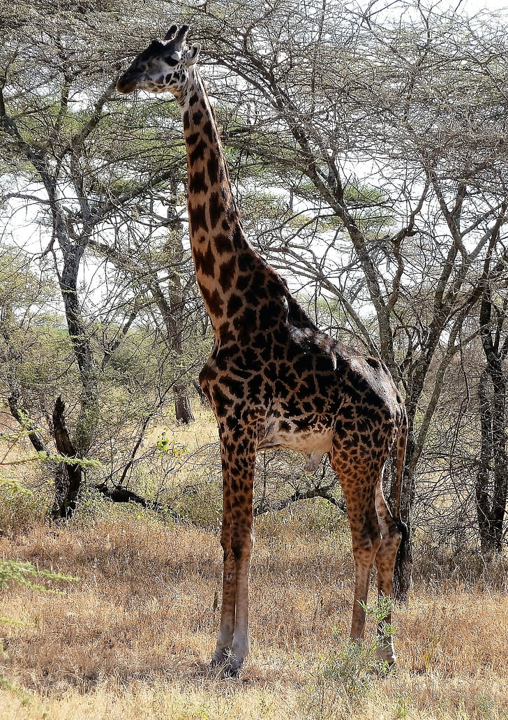 žirafa, Divljina, divlje, Safari, Kenija, Tanzanija, Afrika
