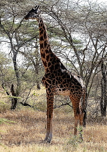 girafa, pustie, sălbatice, Safari, Kenya, Tanzania, Africa