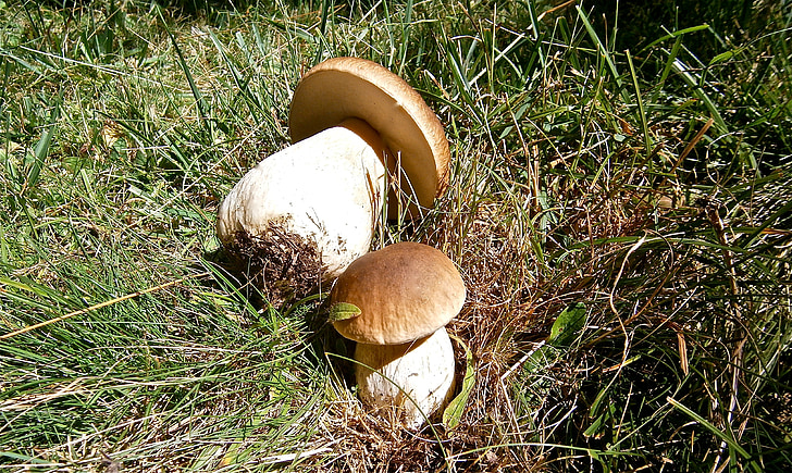funghi, Boletus edulis, foresta, autunno, natura